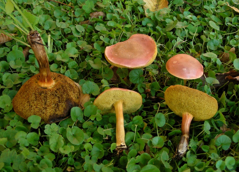 Giro nelle aiuole di medicina